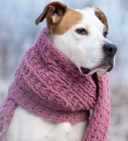Cold dog image 