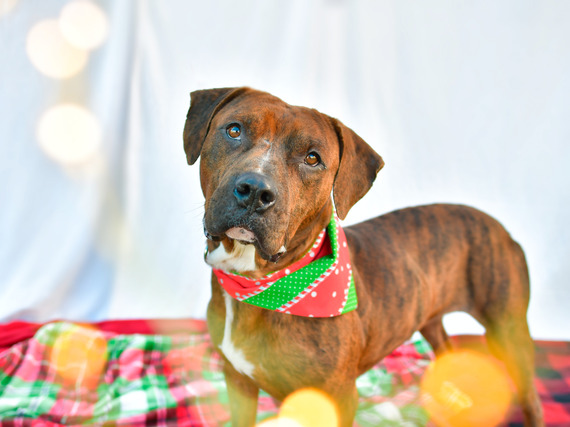 Christmas Dog