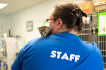Kitten Nursery