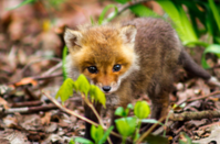 Wildlife