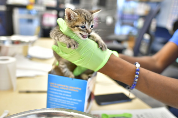 Kitten Nursery