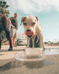 Water Bowls