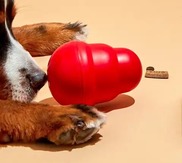 Kongs
