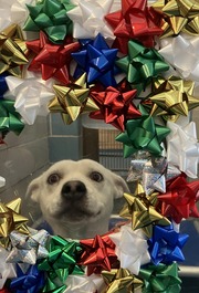 Holiday Pup