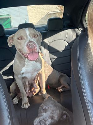 Rescue Ride