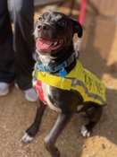Animal Ambassador