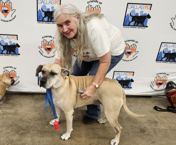 Mega Adoption Event- Giselle A1242644 & Foster