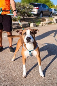 Paws at the Finish Line