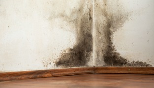 mold in a corner