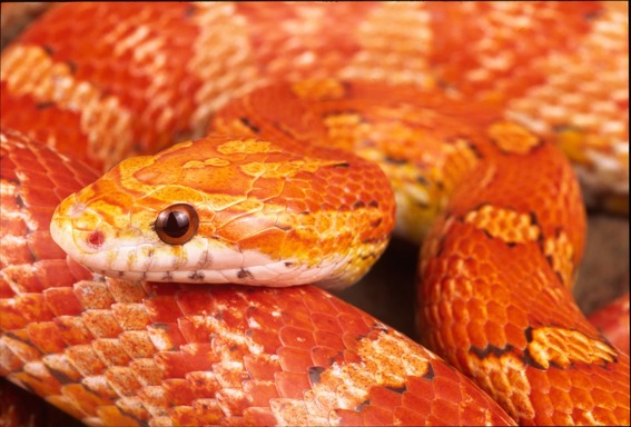 Corn snake
