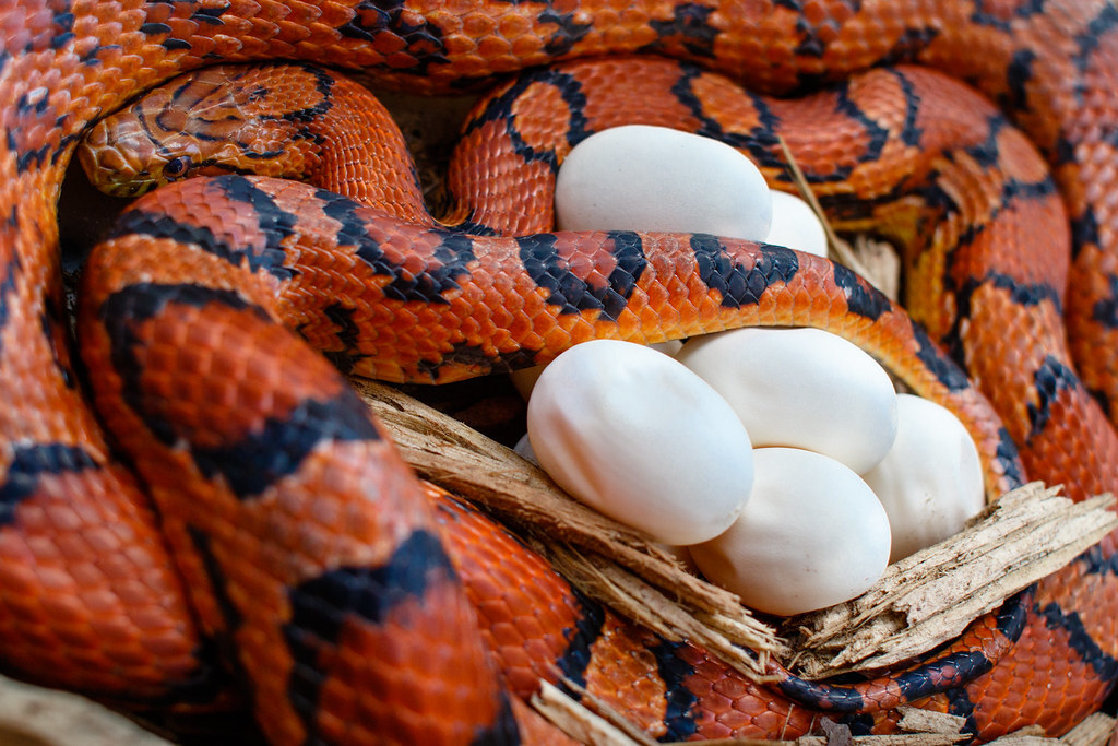 corn snake with eggs
