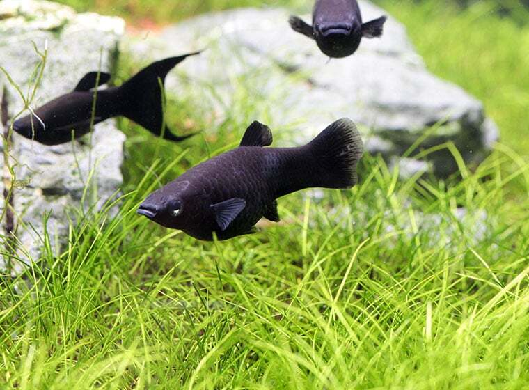 Black Mollies