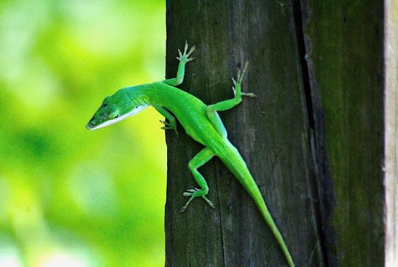 Green Anole
