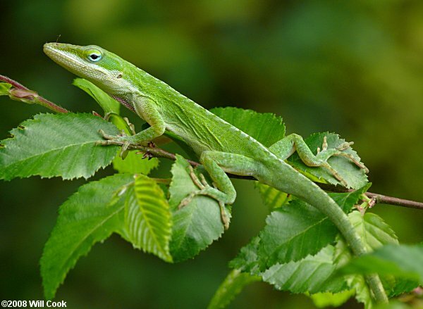 Green Anole left