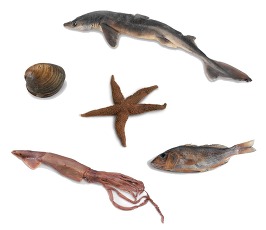 Aquatic Science Specimens