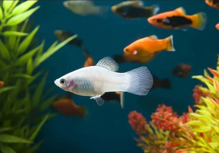 Platys