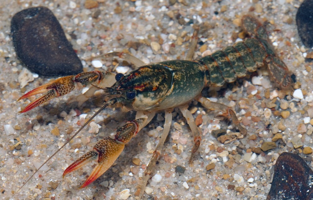Crayfish