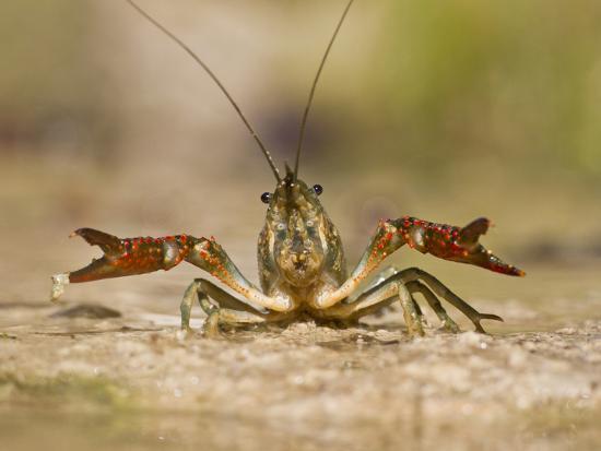 Crayfish front view
