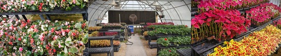 Greenhouse picture