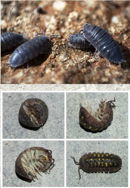 Isopods