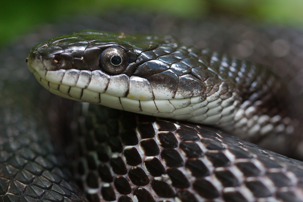 Rat Snake