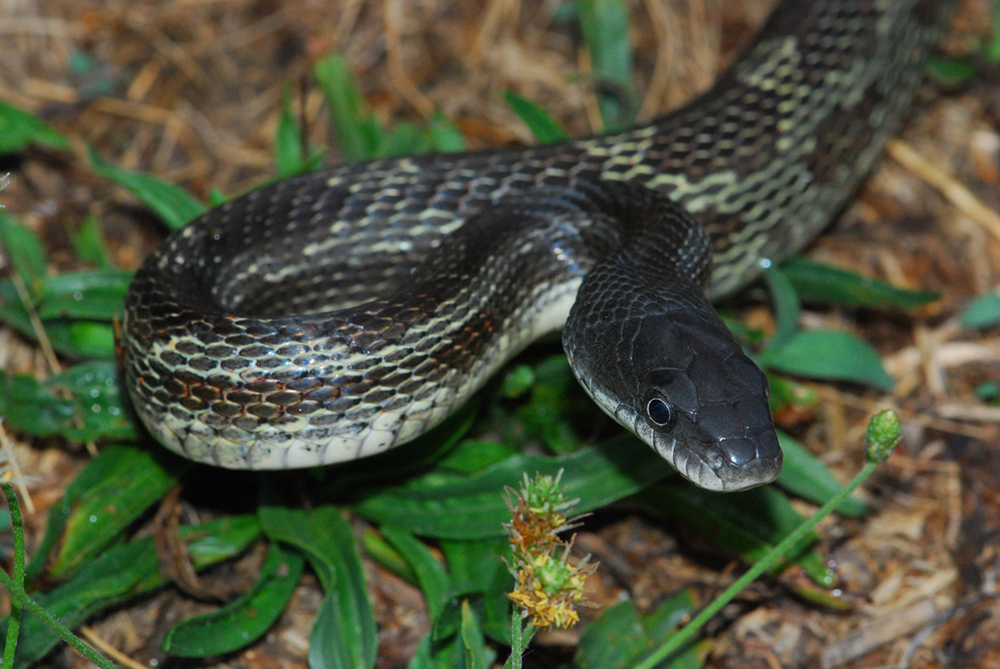 Rat snake 2
