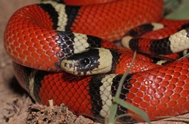 Milk Snake