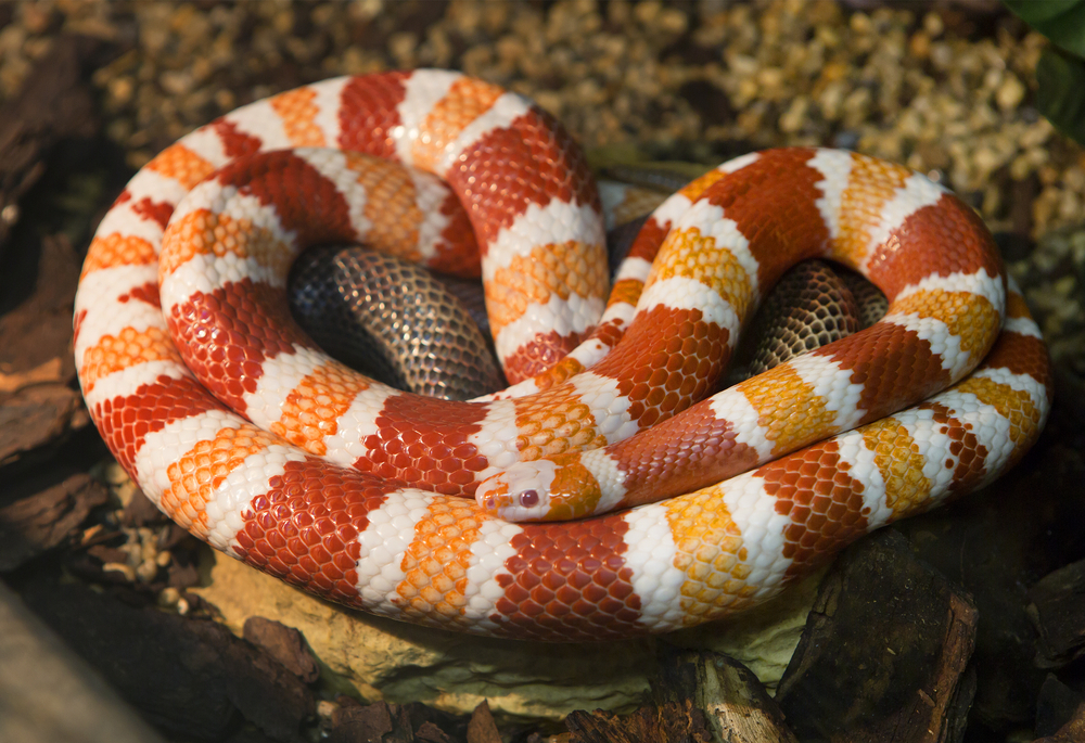 Milk Snake