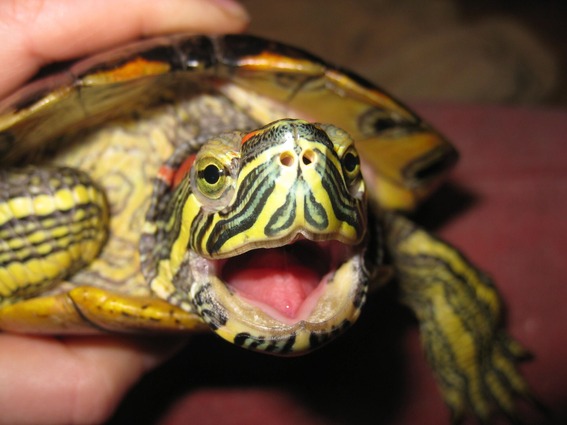 Red Eared Slider Turtle