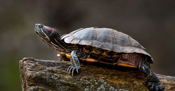 Red eared slider side view