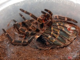 Molting Tarantula