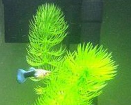 Hornwort with fish