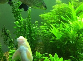 Hornwort with 2 fish