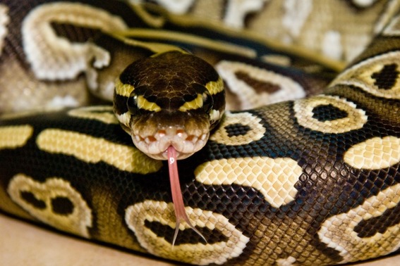 Ball Python
