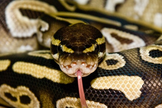 Ball Python