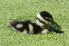 Duckweed with Duck