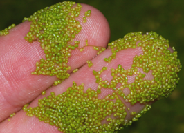 Duckweed on fingers