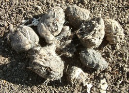 Owl Pellets