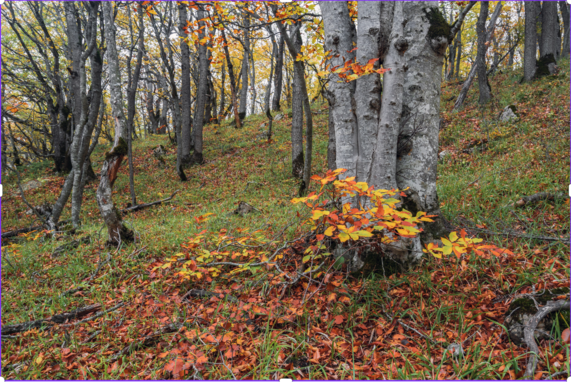 Photo of fall forrest Finally Fall