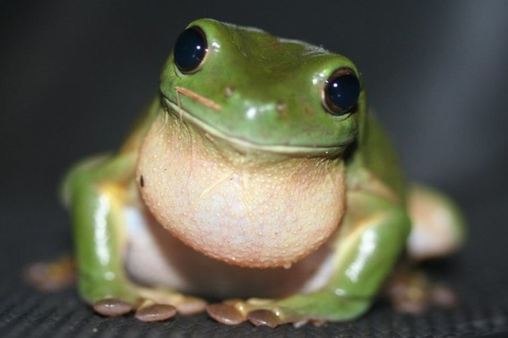 Tree frog smiling