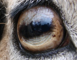 Sheep Eyes