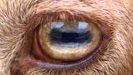 Sheep Eyes