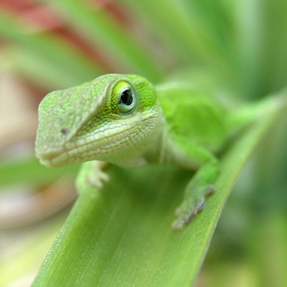 Anole