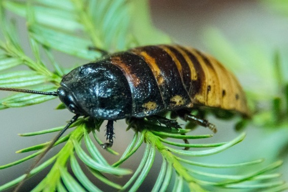 Madagascar Hissing Cockroach on leaf