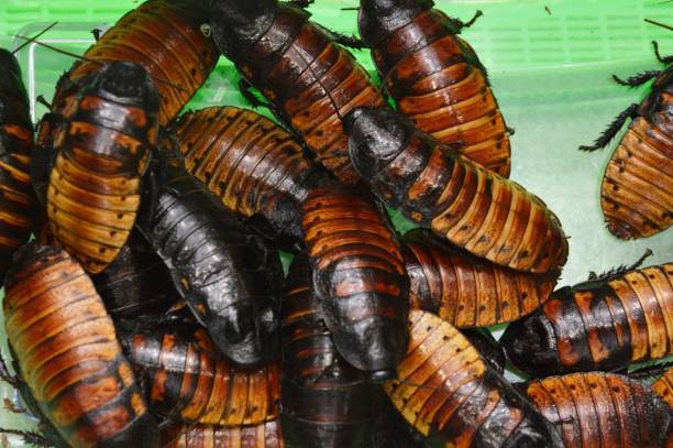 Madagascar Hissing Cockroaches