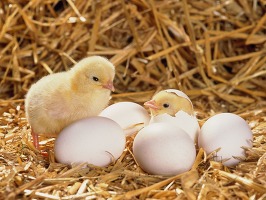 Chicks hatching