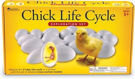 Chick Life Cycle Kit