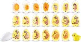 Egg cross section models illustration