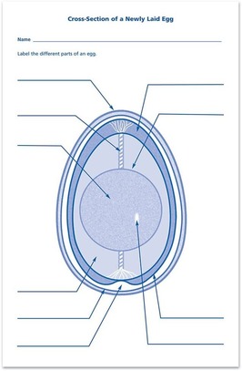 Cross-Section of a Newly Laid Egg