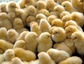 bunch of baby chicks